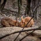 DU ? ....... Ostern kommt bald !!!