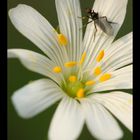 Du pollen plein les pattes...