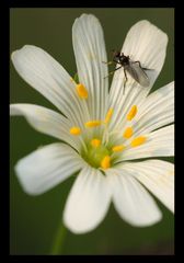 Du pollen plein les pattes...