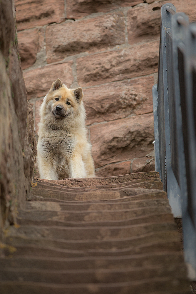 Du rauf oder ich runter? Foto & Bild | hunde, hund, natur Bilder auf ...