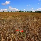 du rouge dans les blés