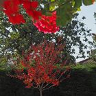 Du rouge, de l’été à l’automne… !