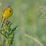 DU schöner gelber VOGEL DU  ... :-))