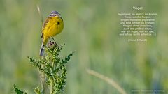 DU schöner gelber VOGEL DU  ... :-))