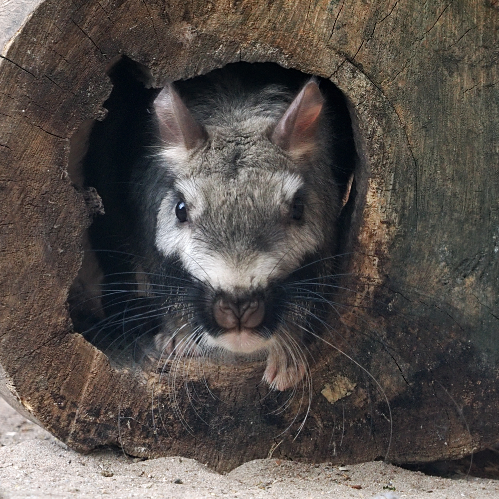 Du schon wieder, Viscacha... 