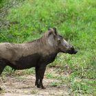 Du Schwein ... warst du schon wieder in der Suhle???