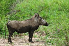 Du Schwein ... warst du schon wieder in der Suhle???