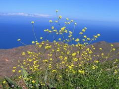 Du siehst die Blume und riechst das Meer ...