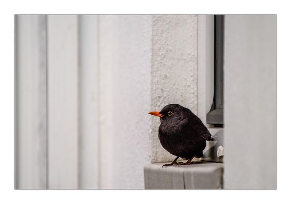 Du siehst mich nicht, du siehst mich wirklich nicht