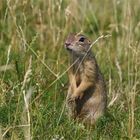 Du siehst mich nicht...oder?  Europäisches Ziesel, wildlife