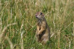 Du siehst mich nicht...oder?  Europäisches Ziesel, wildlife