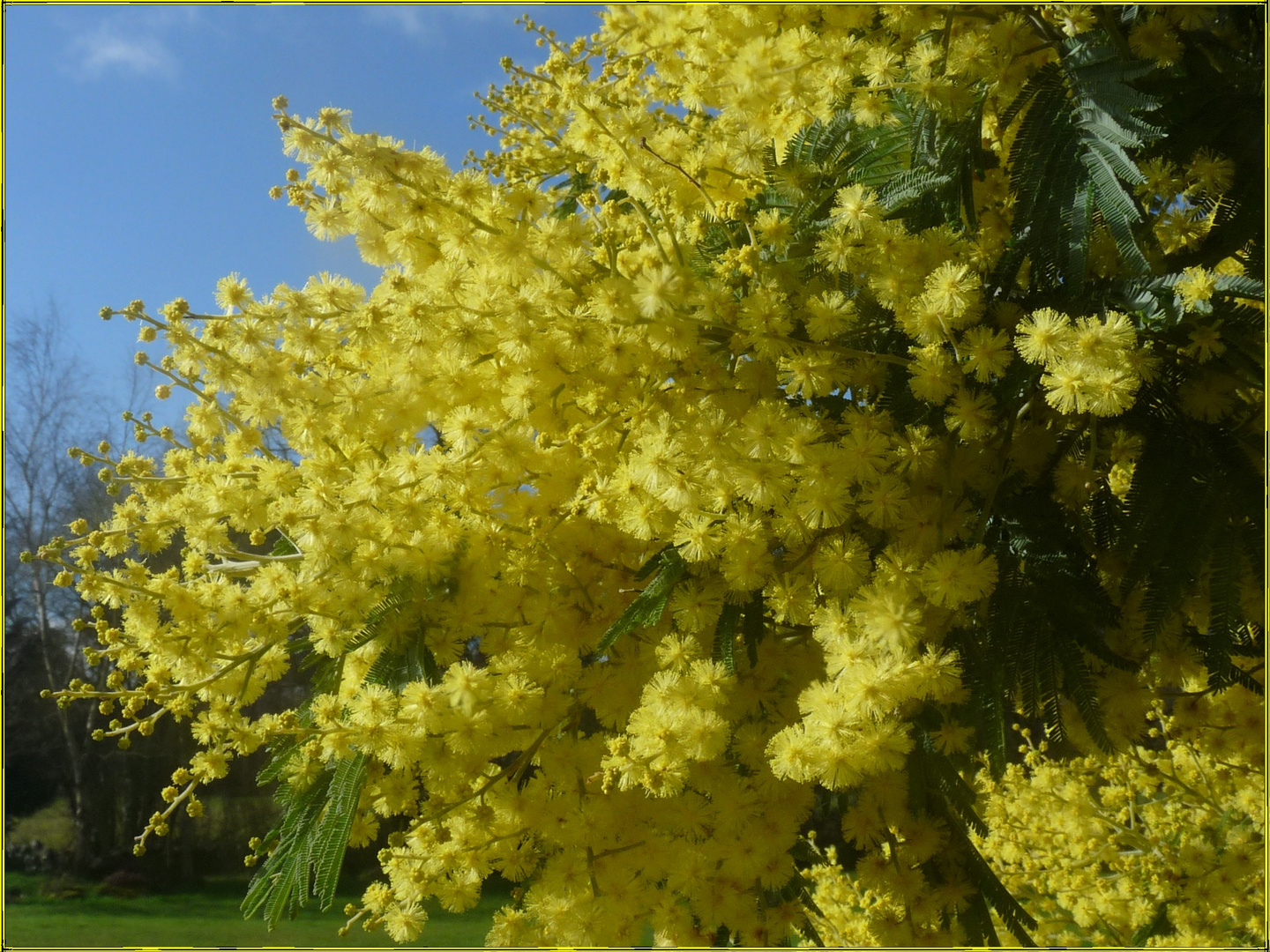 Du soleil jusqu'au bout des branches