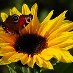 Du soleil plein les yeux