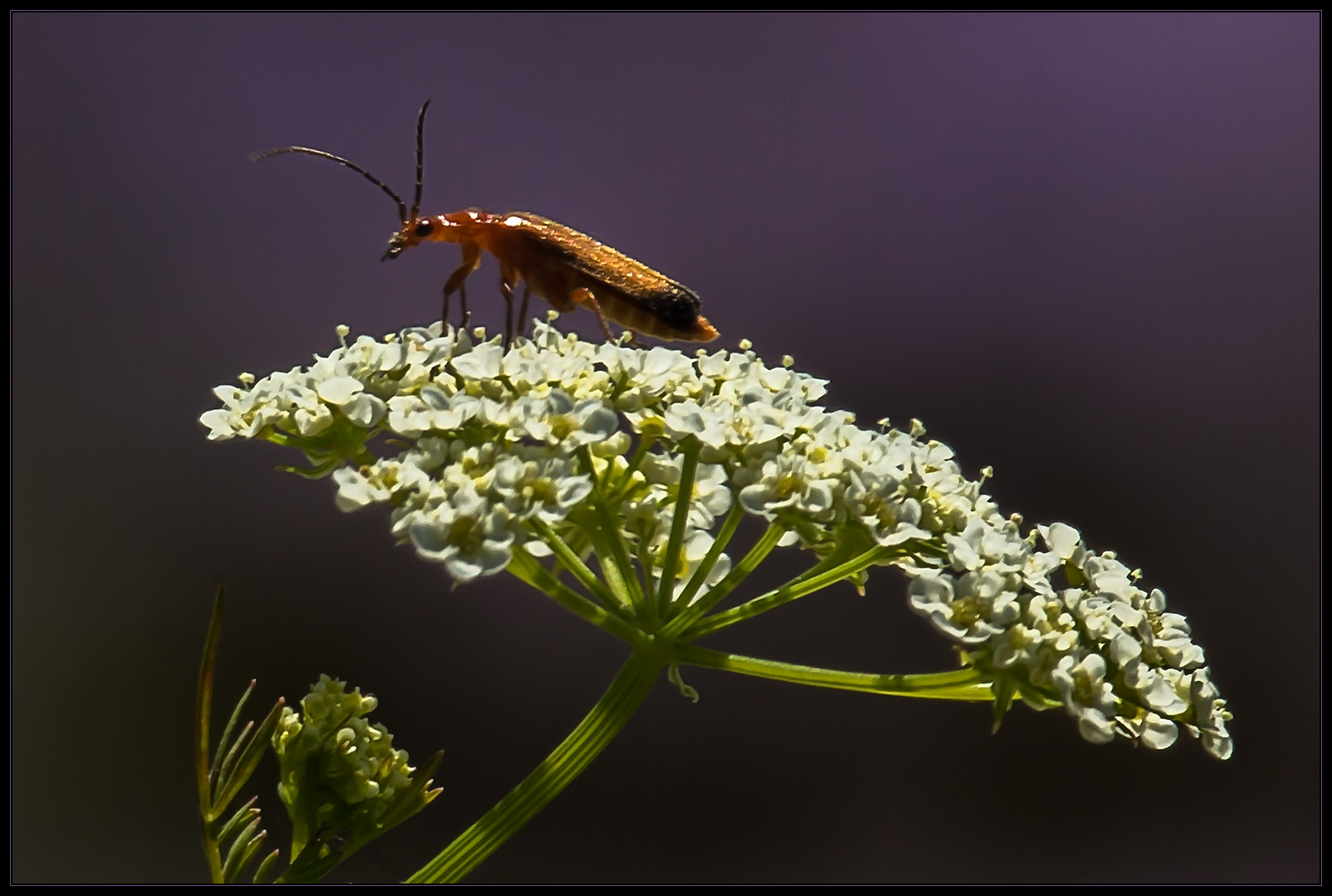 Du sollst leben, Kleiner... (Cantharis livida)