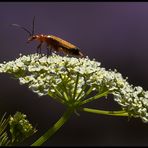 Du sollst leben, Kleiner... (Cantharis livida)