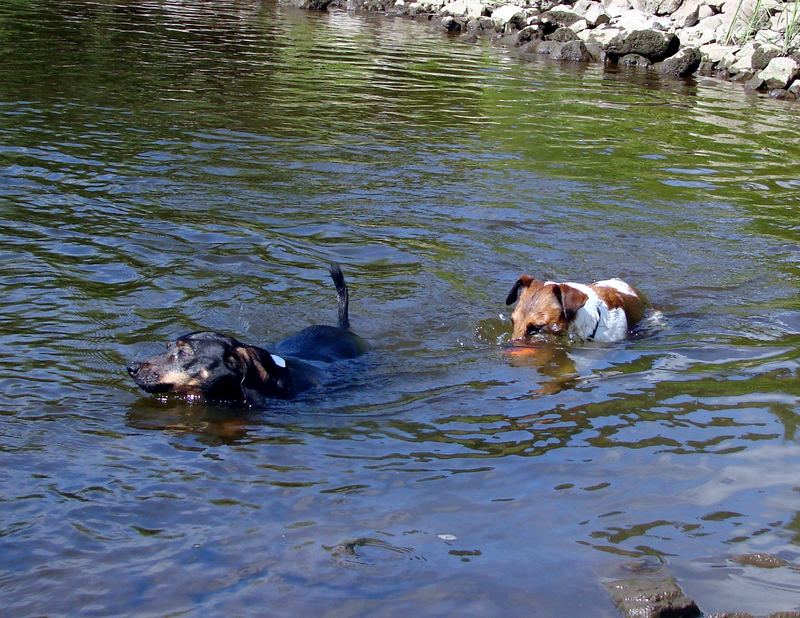 du suchst den ball - was für einen ball - blubber :-)))