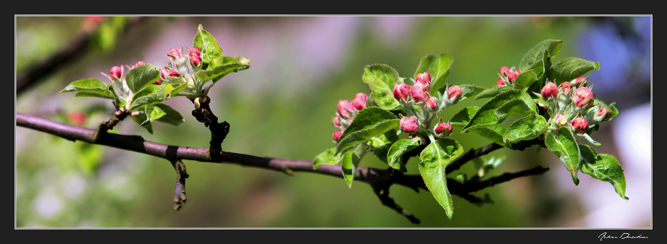 du travail en perspective ....pour les abeilles !