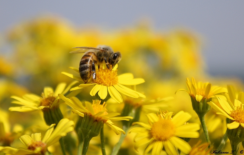 du velours jaune...