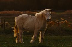 Du vent dans les cheveux