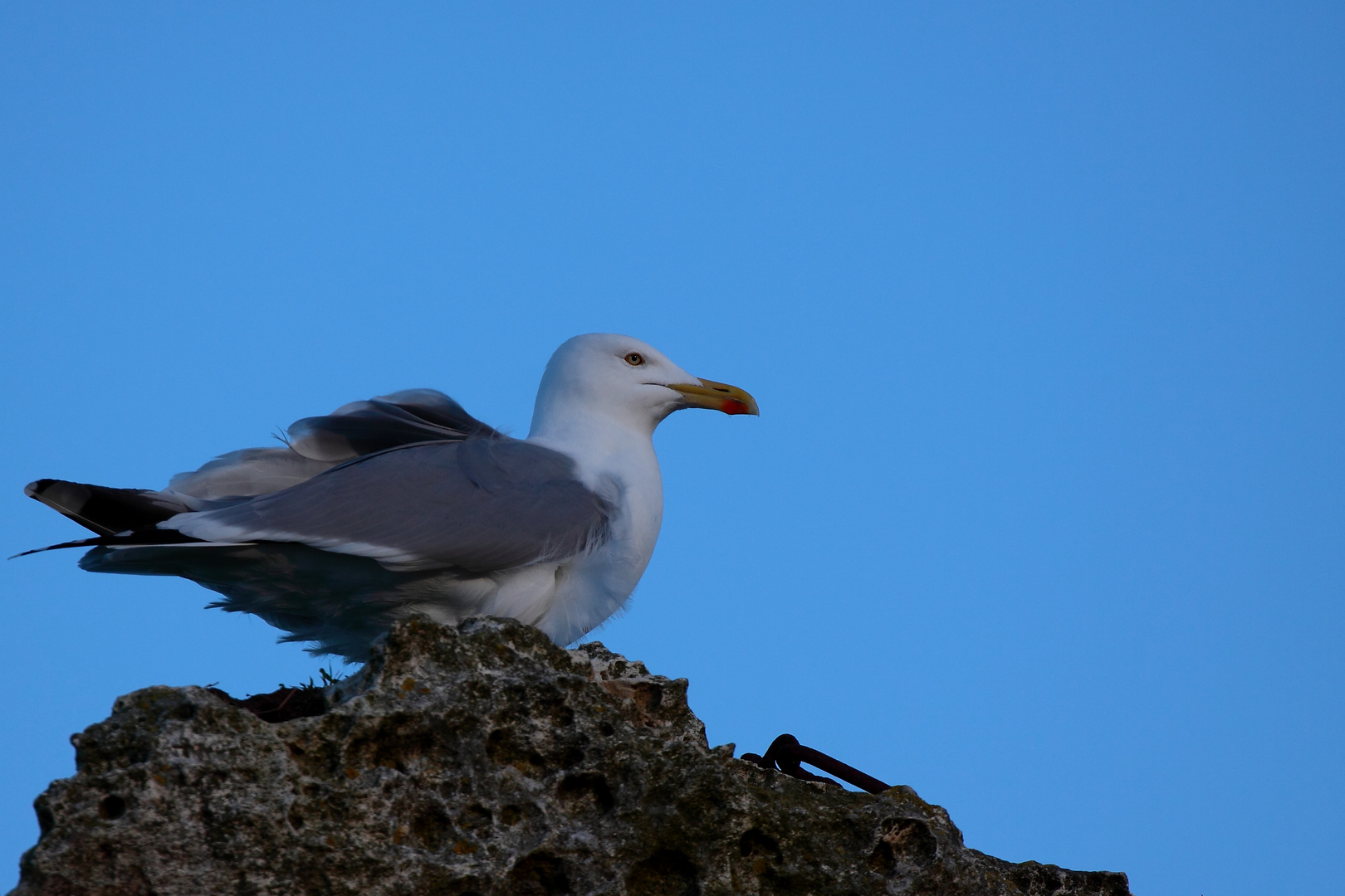 du vent dans les plumes 