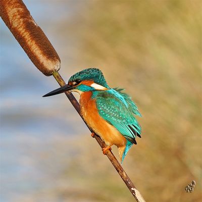 Du vent dans les plumes !!!!!