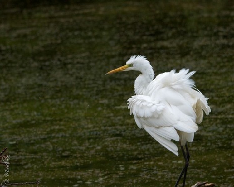 Du vent dans les plumes