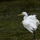 Du vent dans les plumes