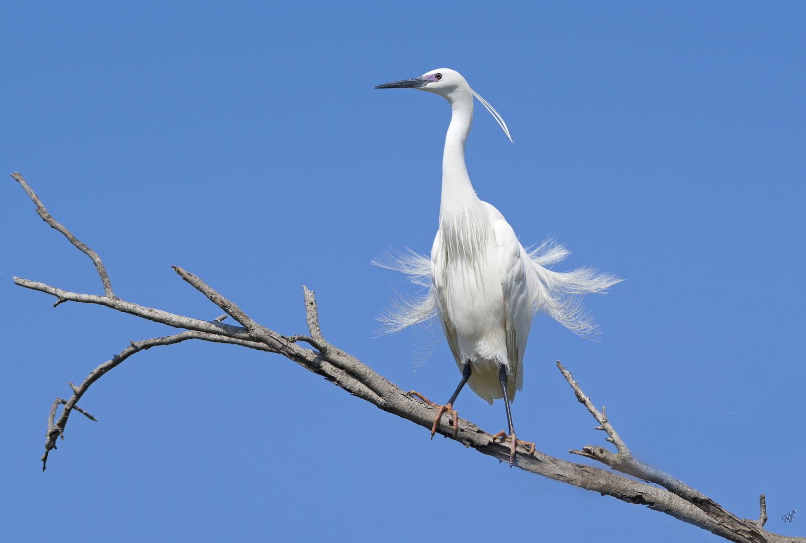 Du vent dans les plumes...