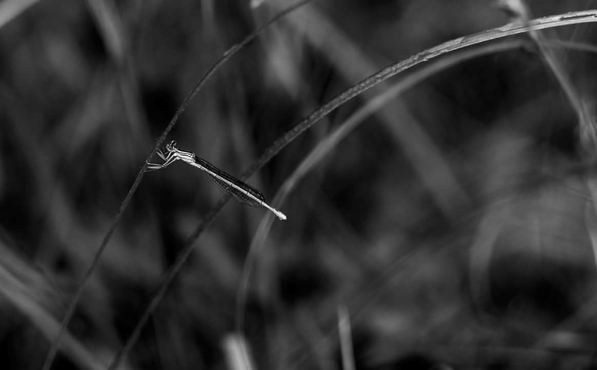 Du vent dans les voiles