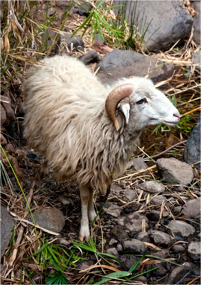 Du versperrst den Weg, du Schaf