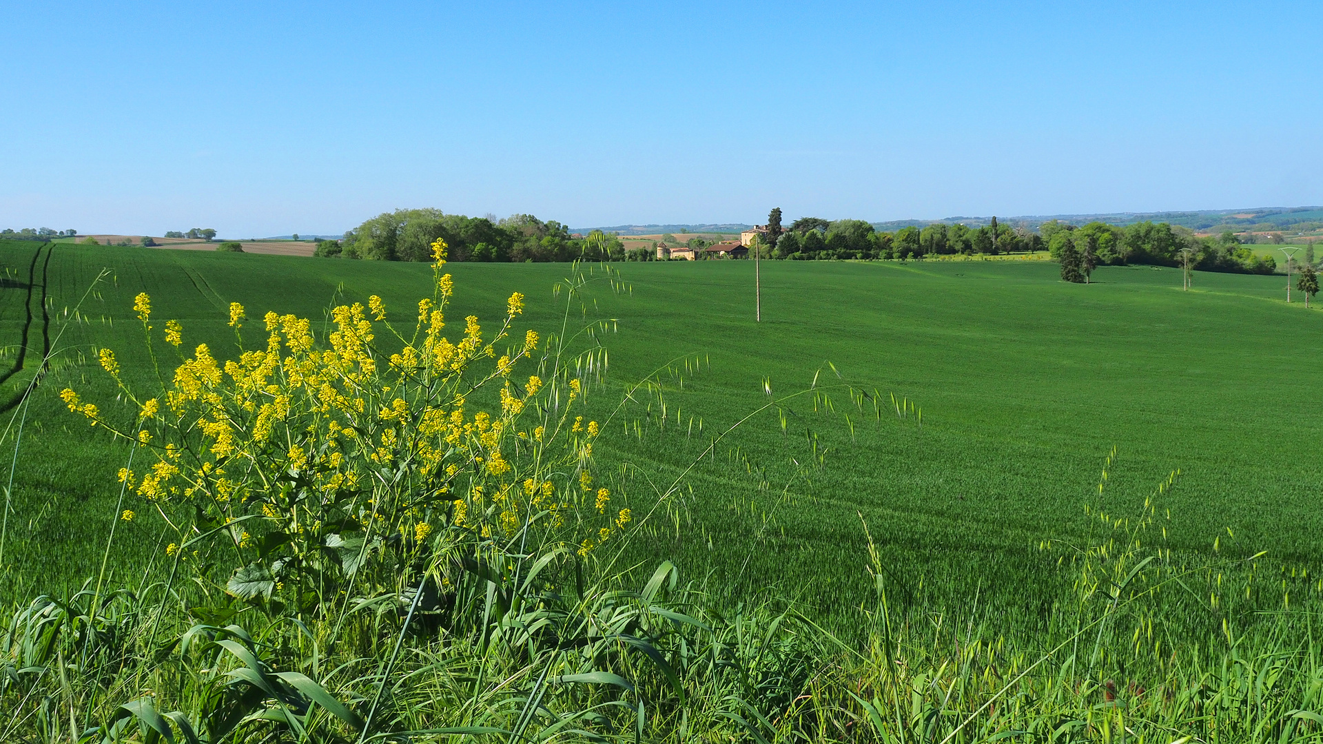 …..du vert… !