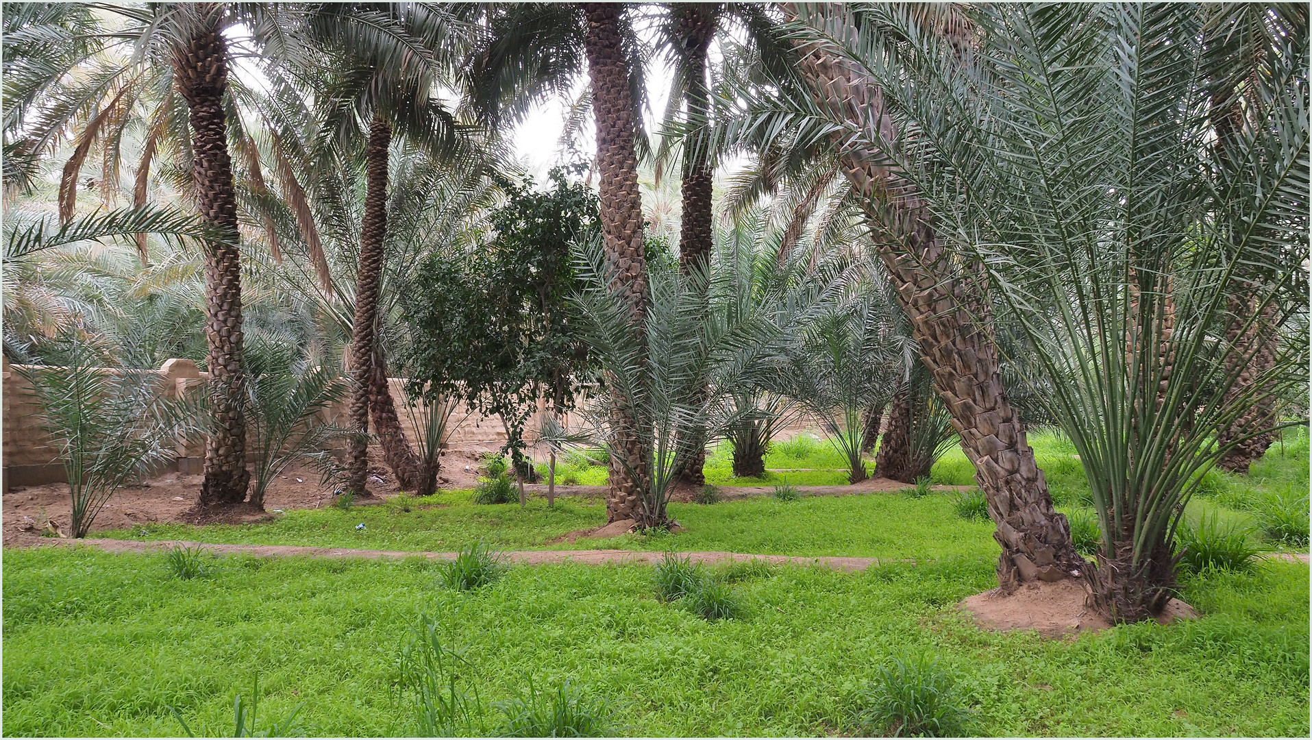 Du vert dans la palmeraie de Al Aïn