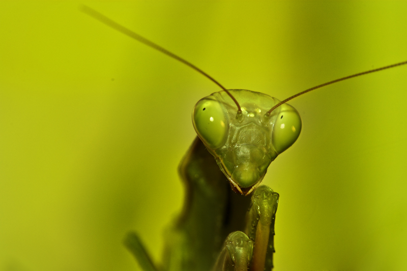 Du vert dans le vert