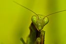 Du vert dans le vert de Monarck 