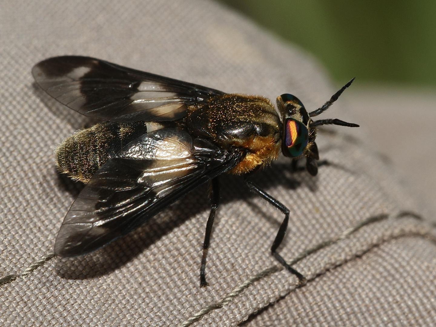  tiere, wildlife, insekten 