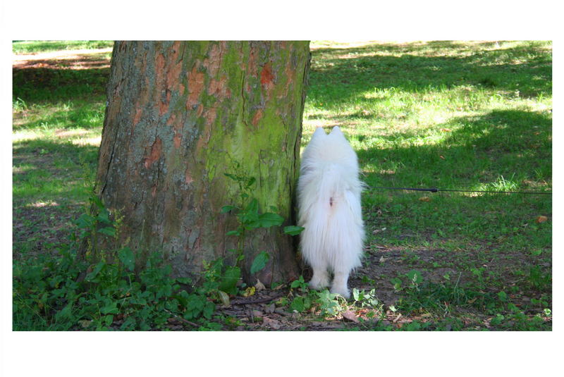 Du zählst bis 100 und ich verstecke mich !!!