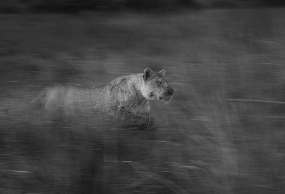 Duba Plains (Botswana) Jagd 2