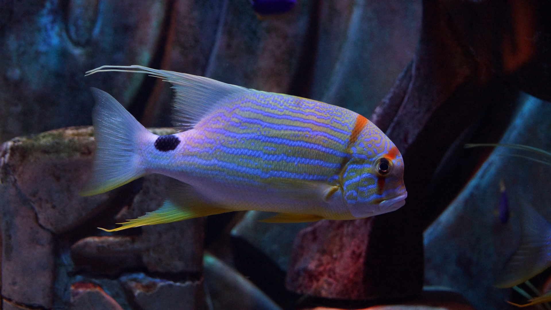 Dubai Aquarium