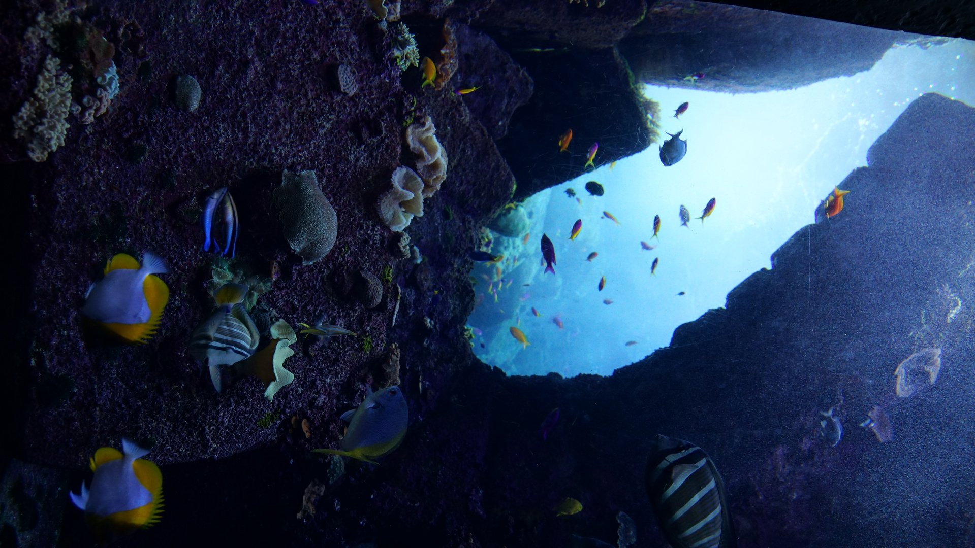 Dubai Aquarium