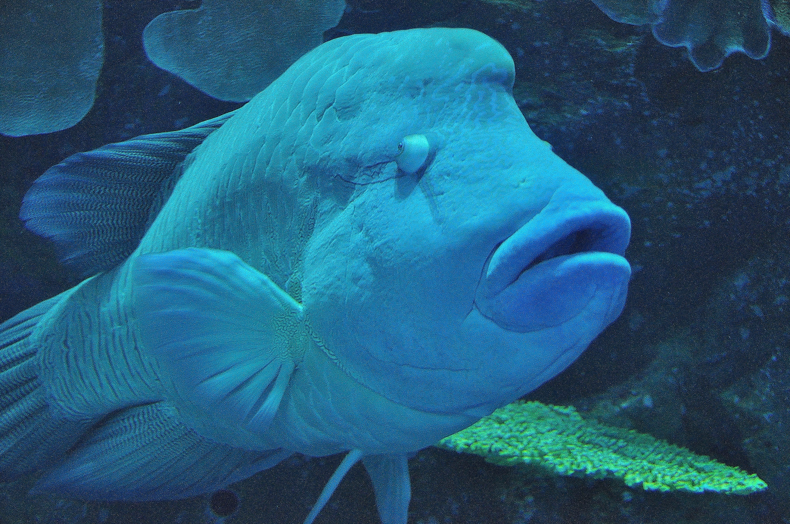 Dubai Aquarium Impressionen