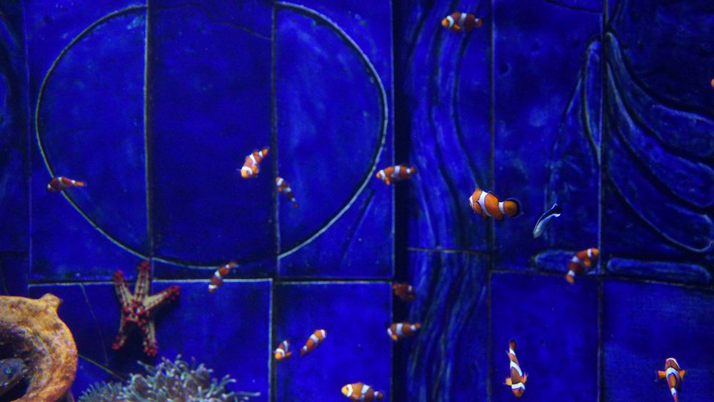 Dubai Aquarium Kleine Nemos 