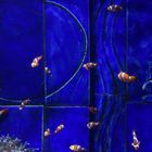 Dubai Aquarium Kleine Nemos 
