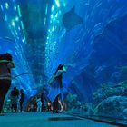 Dubai Aquarium Panorama