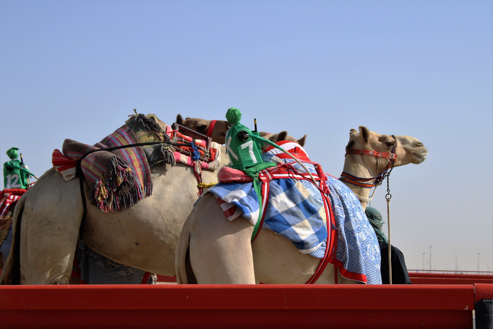 Dubai Camel Racing Club