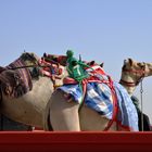 Dubai Camel Racing Club