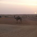 Dubai: il deserto!!!