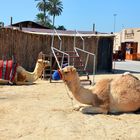 Dubai, Kamele als Touristenattraktion