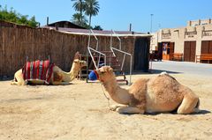 Dubai, Kamele als Touristenattraktion