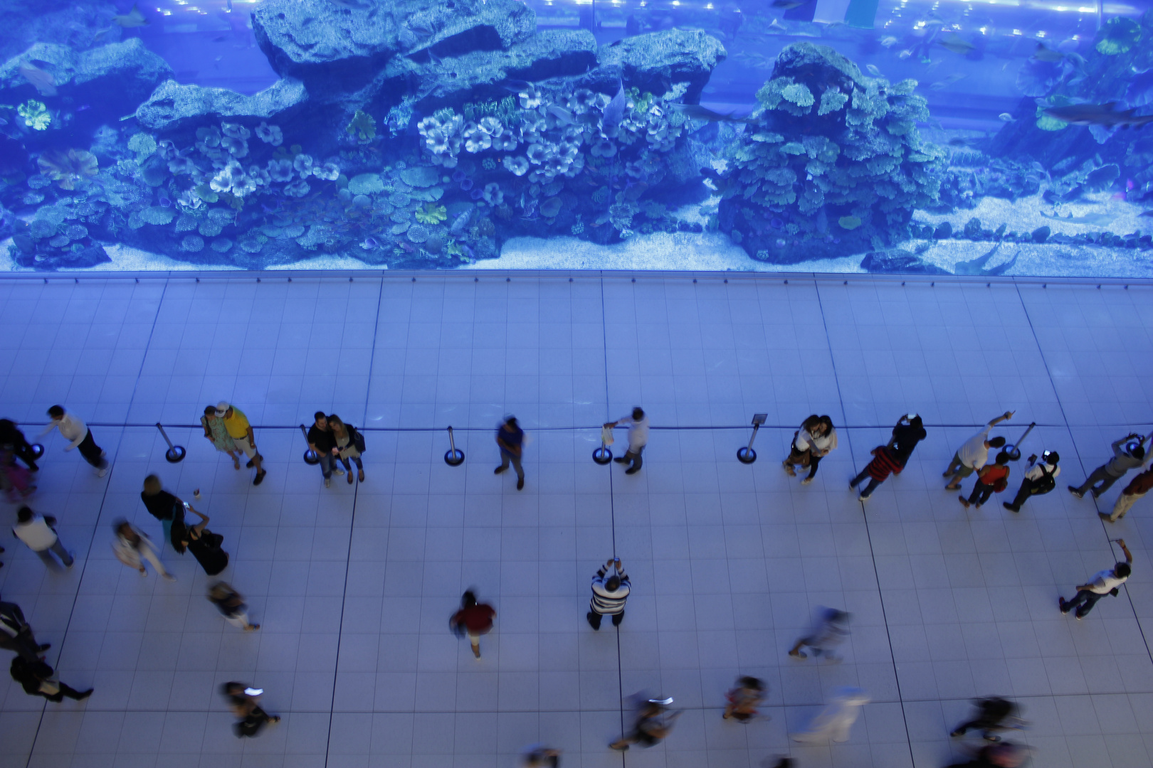 Dubai Mall Aquarium