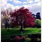 Dublin - Herbst des Lebens